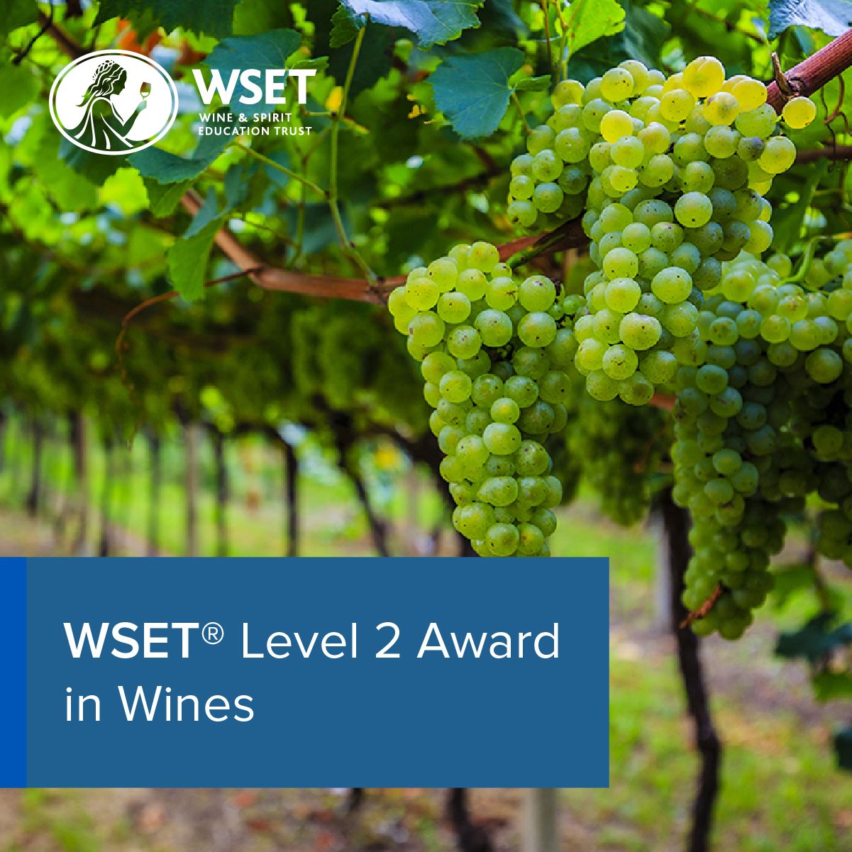 WSET Level 2 Awards in Wines